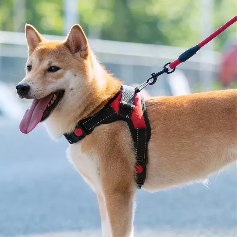 Arnés para perros Dante L