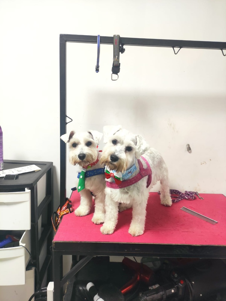 Paquete de grooming para Schnauzer estandar (Baño + corte)