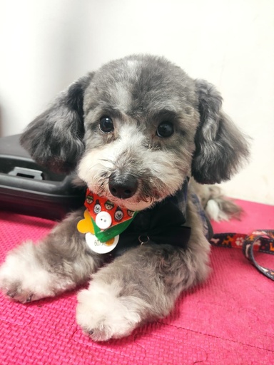 Paquete de grooming para perros pequeños (Baño + corte)