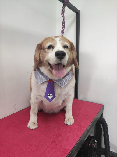 Servicio de baño para Beagle