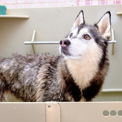 Servicio de grooming para Husky