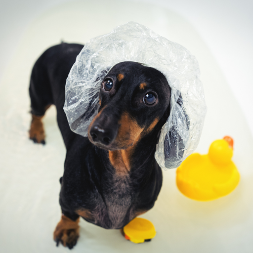 Servicio de baño para Salchicha